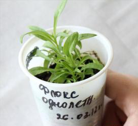 Флоксы Флоксы