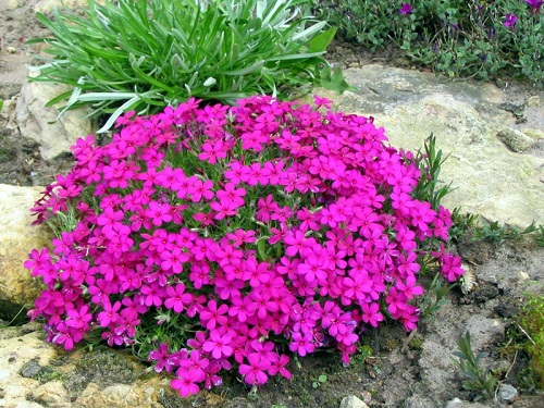 Флоксы Флоксы